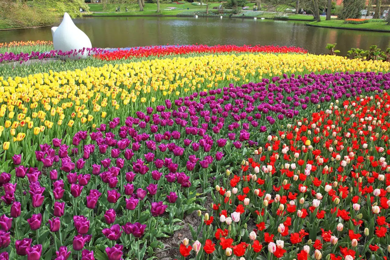 Tulpen, Keukenhof