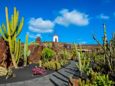 Kakteengarten auf Lanzarote Kakteengarten auf Lanzarote