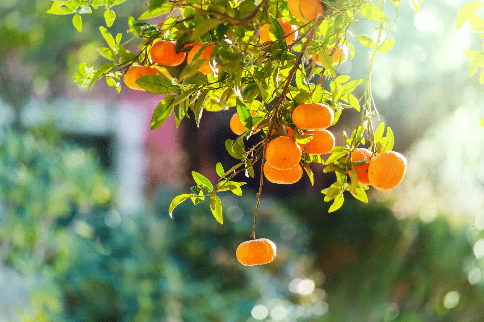 Mandarinen