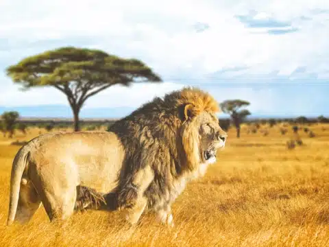 Namibia, Löwe in der Savanne Namibia, Löwe in der Savanne
